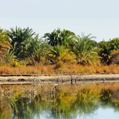 Al Farafra Oasis