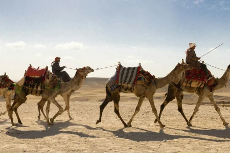 Camel Trekking & Bedouin Life Experience (Full Day – Desert Safari)