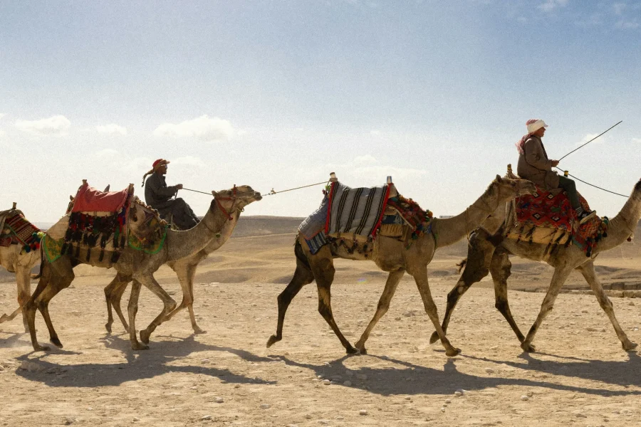 Camel Trekking & Bedouin Life Experience (Full Day – Desert Safari)