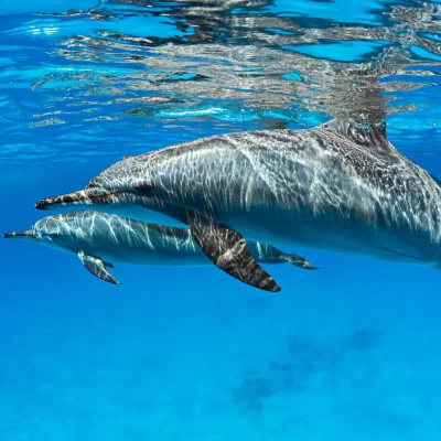 Swim with Dolphins